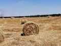 Straw bales on the threshed field.